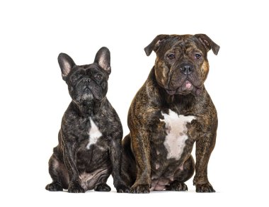 Fransız Bulldog ve Amerikan Zorbası, beyazlar üzerinde izole edilmiş.