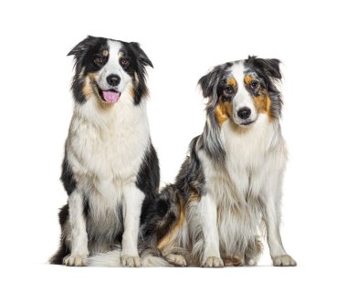 İki Avustralyalı çoban, soluk soluğa, beyaz tenli.