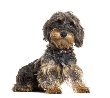 Dachshund köpek tasması takıyor, bembeyaz.