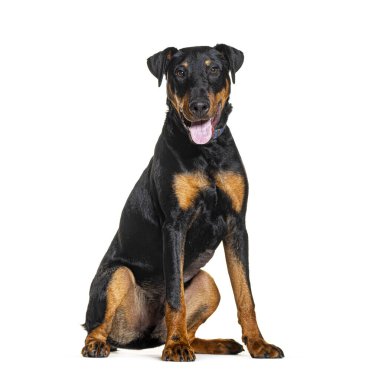 Jagdterrier soluk soluğa, köpek tasması takıyor, beyaz üzerine izole edilmiş