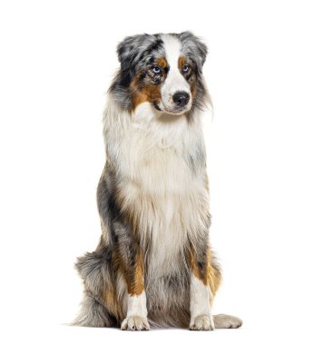 Kırmızı merle Australian Shepherd, beyaz üzerine izole edilmiş.