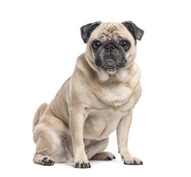 Oturan Pug kameraya bakıyor, bembeyaz.