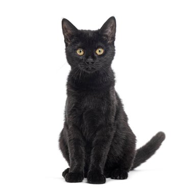 Oturan siyah kedi, sarı gözlü, kameraya bakan, beyaz tenli