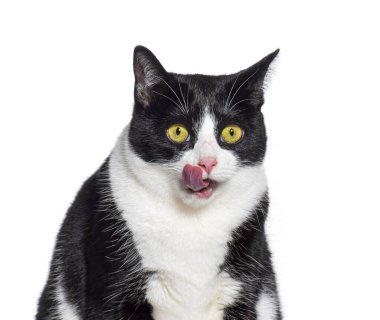 Siyah ve beyaz haç kedisi dudaklarını açgözlülükle yalıyor, beyaz üzerine izole edilmiş, beyaz üzerine izole edilmiş.