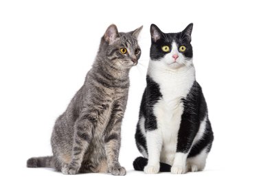 İki melez kedi, beyazlar üzerinde soyutlanmış.