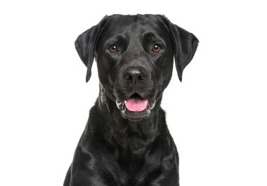 Mutlu soluyan siyah Labrador köpeğinin yakın çekimi kameraya bakıyor, beyaz üzerine izole edilmiş.