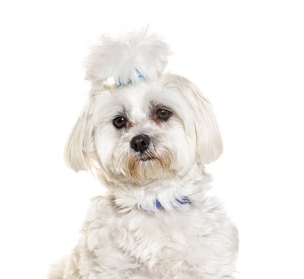 Verzorgd Maltees Met Blauwe Haarspeld Hondenhalsband Zittend Geïsoleerd Wit — Stockfoto