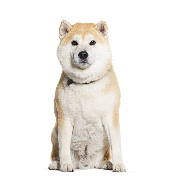 Shiba Inu Zittend Met Een Hondenhalsband Geïsoleerd Wit — Stockfoto