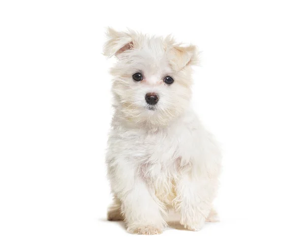 Sitting Maltese Puppy Looking Camera Three Months Old Isolated White — Stock Photo, Image