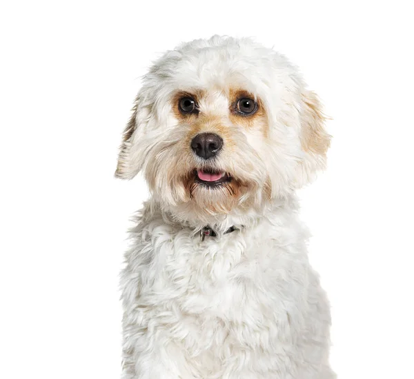 Cavapoo Mix Cavalier King Charles Spaniel Poodle Wearing Collar Isolated — Stock Photo, Image