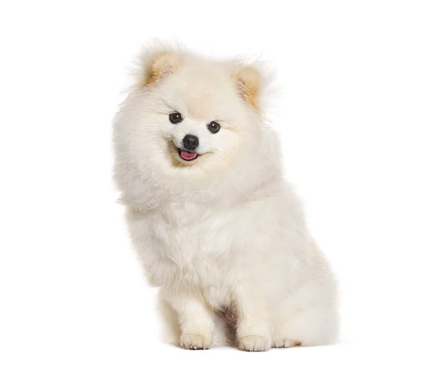 Happy Puppy Pomeranian Sitting Looking Camera Six Months Old Panting — Stock Photo, Image