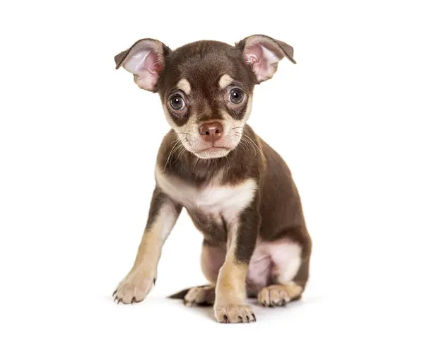Puppy Chihuahua Looking Camera Isolated White — Stock Photo, Image