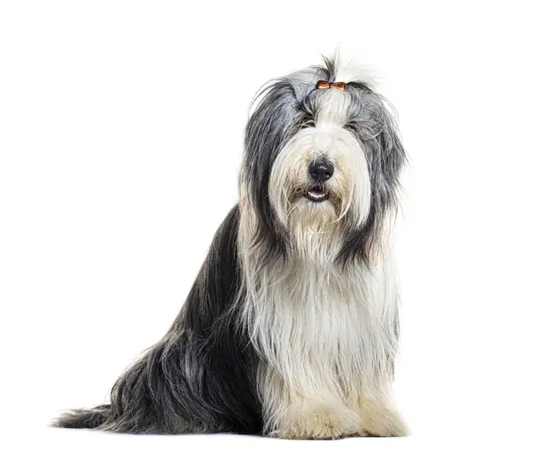 Groomed Bearded Collie Hair Clip Sitting Isolated White — Stock Photo, Image