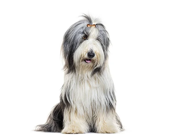 Groomed Bearded Collie Hair Clip Sitting Isolated White — Stock Photo, Image