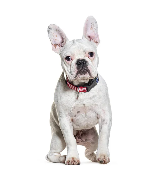 French Bulldog Wearing Dog Collar Isolated White — Stock Photo, Image