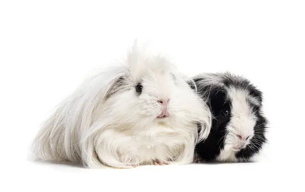 Дві Свині Гвінеї Разом Ізольовані Білому — стокове фото