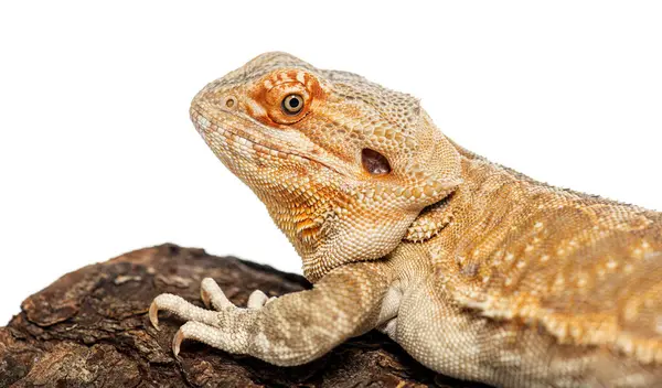 Pogona vittisepsleri beyaz bir dalda dinleniyor.