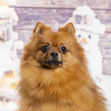 Bir kardan adam ve hediyeyle boyanmış bir Noel süslemesinin önünde Pomeranian.