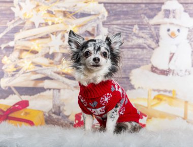 Bir kardan adam ve hediyeyle boyanmış bir Noel süslemesinin önünde Chihuahua.
