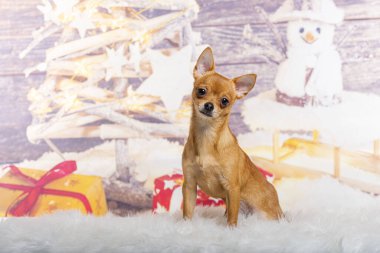 Bir kardan adam ve hediyeyle boyanmış bir Noel süslemesinin önünde Chihuahua.