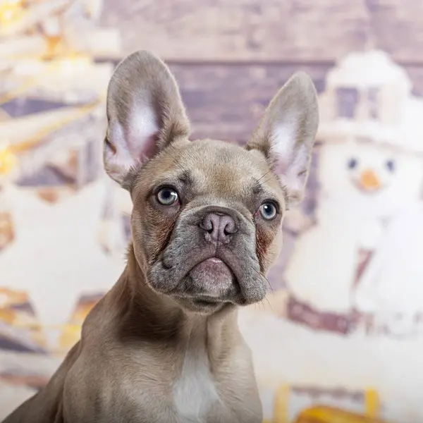 Vier Maanden Oude Franse Bulldog Puppy Voor Een Kerstversiering Geschilderd — Stockfoto