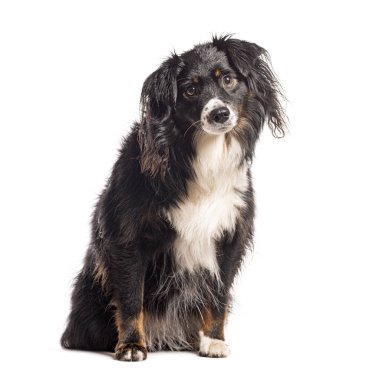 Melez köpek kameraya bakıyor, bembeyaz.