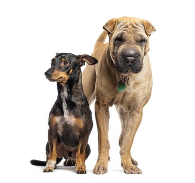 Sharpei ve melez bir arada, beyazın üzerinde soyutlanmış.