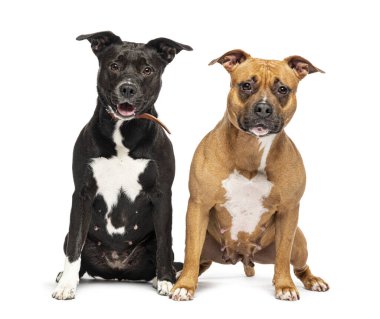 2. Gece Personeli soluk soluğa ve köpek tasması takıyor.