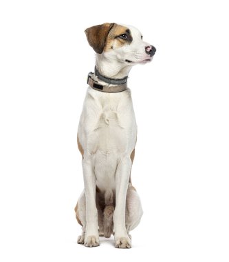 Melez köpek tasması takıyor, beyazlar içinde.