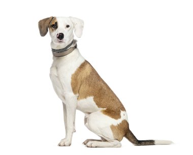 Melez köpek tasması takıyor, beyazlar içinde.