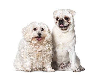 İki köpek, Pug ve Maltese, beyazlar üzerinde izole edilmiş.