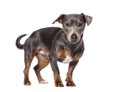 Genç Jack Russell Terrier, beyazda izole edilmiş.
