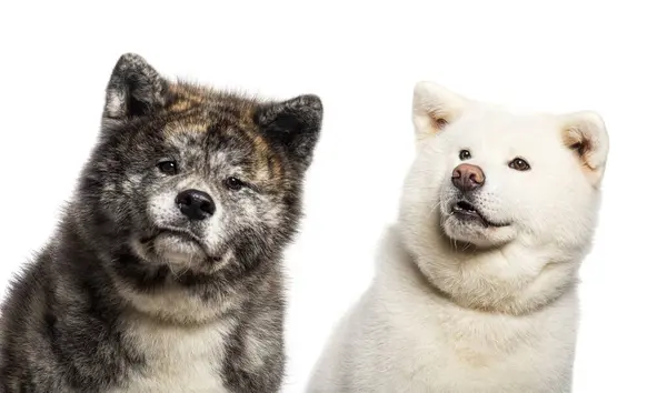 Head Shot Two Akita Inu Dogs Isolated Wite — Stock Photo, Image