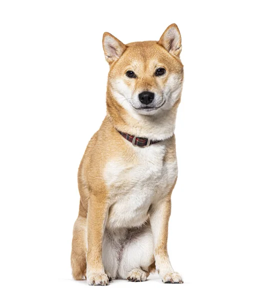Shiba Inu Zittend Met Een Hondenhalsband Geïsoleerd Wit — Stockfoto