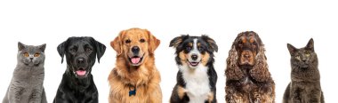 Çeşitli boyutlardaki mutlu kedi ve köpeklerin kafaları ve köpekleri büyük bir banne üzerinde dizilmiş ve beyaz üzerinde izole edilmiş kameraya bakıyorlardı.