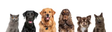Çeşitli boyutlardaki mutlu kedi ve köpeklerin kafaları ve köpekleri büyük bir banne üzerinde dizilmiş ve beyaz üzerinde izole edilmiş kameraya bakıyorlardı.