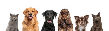 Çeşitli boyutlardaki mutlu kedi ve köpeklerin kafaları ve köpekleri büyük bir banne üzerinde dizilmiş ve beyaz üzerinde izole edilmiş kameraya bakıyorlardı.