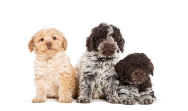 Üst üste üç aylık Lagotto Romagnolo yavruları, beyazlar içinde izole edilmiş.