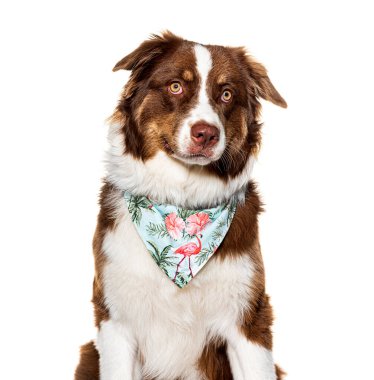 Avustralyalı çobanın mavi bir eşarp taktığı, beyaz üzerine izole edilmiş bir fotoğrafı.