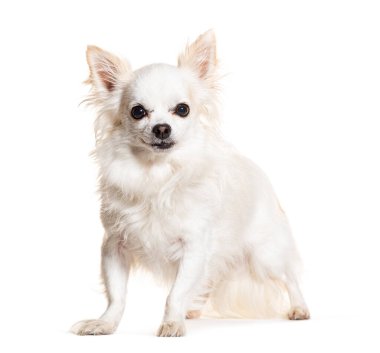 Duran Chihuahua kameraya bakıyor, beyaz üzerinde izole.