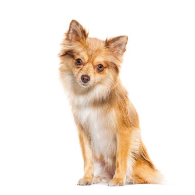 Pomshi - Pomeranian et Shiba Inu 'yu karıştırın, beyaz üzerine izole edilmiş