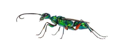 Side view of a Emerald cockroach wasp, Ampulex compressa, isolated on white clipart