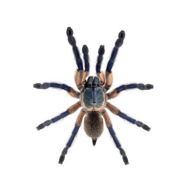 Sırt tarafının üst görüntüsü Tavuskuşu tarantulası, Poecilotheria metali, beyaz üzerine izole edilmiş.