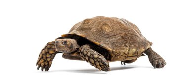 Side view of a Asian forest tortoise walking, Manouria emys, isolated on white clipart