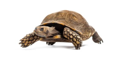 Asian forest tortoise, Manouria emys, isolated on white clipart