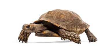 Asian forest tortoise walking away, Manouria emys, isolated on white clipart