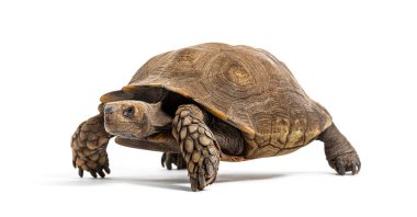 Asian forest tortoise, Manouria emys, isolated on white clipart