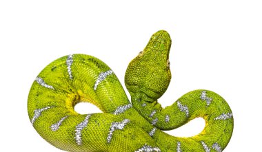 Yetişkin Zümrüt Ağaç Boa 'sı, Corallus Caninus, beyaz üzerine izole edilmiş.