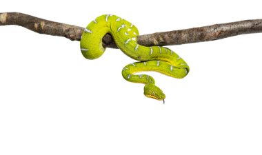 Yetişkin Zümrüt Ağacı boa, Corallus Caninus adında bir dala dolanmış, beyaz üzerine izole edilmiş.