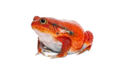 Madagaskar domates kurbağası kameraya bakıyor, Dyscophus antongilii, beyaz üzerine izole edilmiş.